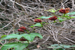 Trichosanthes tricuspidata